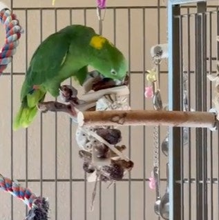 Great Balls Of Fun By Cheep Thrills Bird Toys