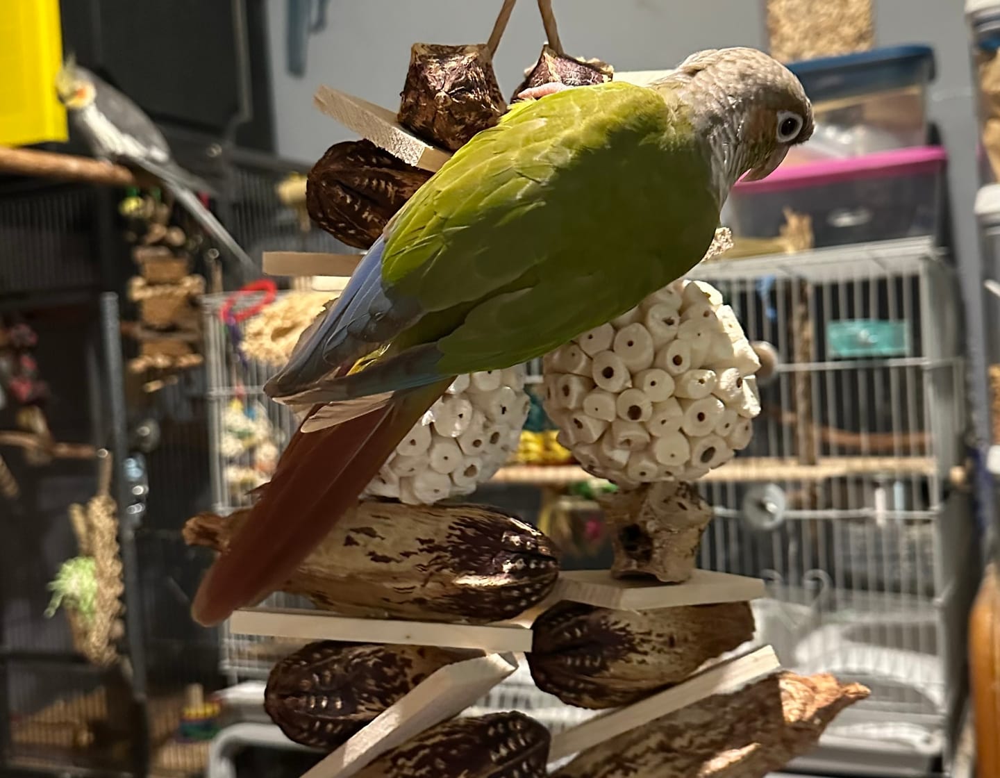 Bird Play Toy